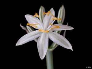 Fotograf�a realizada en condiciones controladas. La planta cultivada en maceta proced�a de la Sierra de Ricote