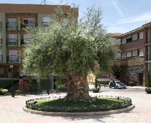 Olivo centenario [Puerto Lumbreras_Vicente Ru�z] 