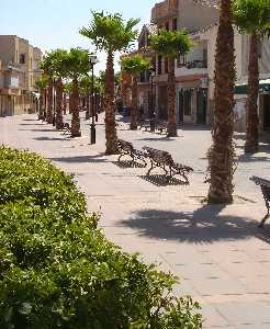 Avenida La Constitucion,paseo de palmeras