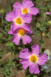 Rareza bot�nica en Pe�a del �guila-jara de cartagena