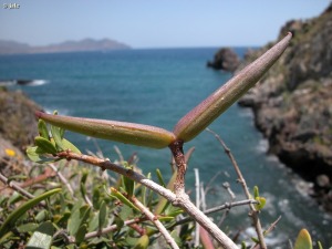 Puerto de Mazarr�n