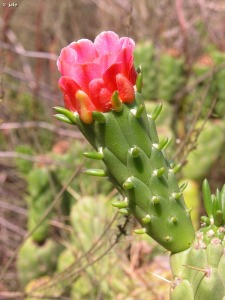 El Cigarr�n-El Palmar