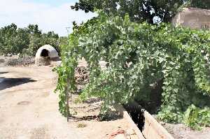 Huerta tradicional de Puerto Lumbreras 