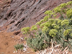 Proximidades playa de Parre�o-Calblanque