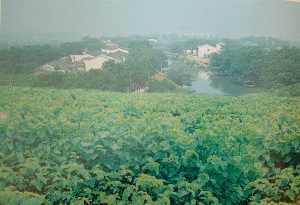 Pradera de Moreras en Japn