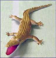 cocodrilo (Al pulsar se abrir� la foto en una nueva ventana.)