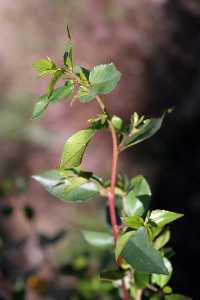 Aladierno. Rhamnus alaternus [Caaverosa y can de los Almadenes]