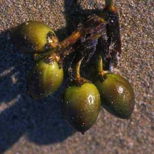 Aceituna de mar 