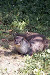 Nutria 