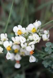 Zapaticos de la Virgen [Murcia enclave ambiental].jpg