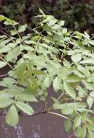 Fraxinus angustifolia