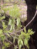 Fraxinus angustifolia