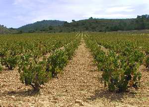 Trmino Arriba, Jumilla