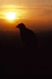 Silueta de guila perdicera al atardecer