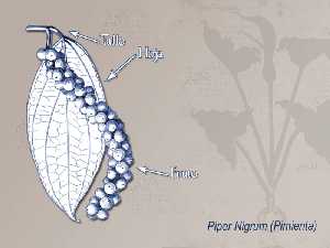 Ilustraci�n descriptiva de la planta 