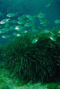 Fondo de Posidonia oceanica