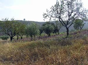 Almendros 